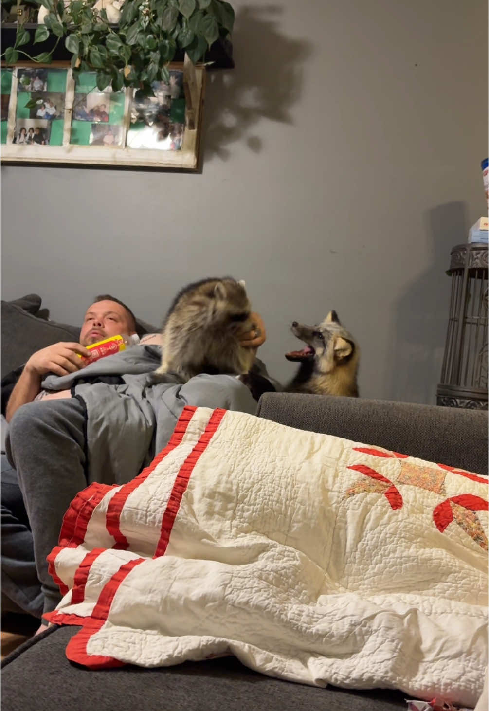#petraccoon #petfox here’s a very calm toonie and Tod video compared to most 🫶