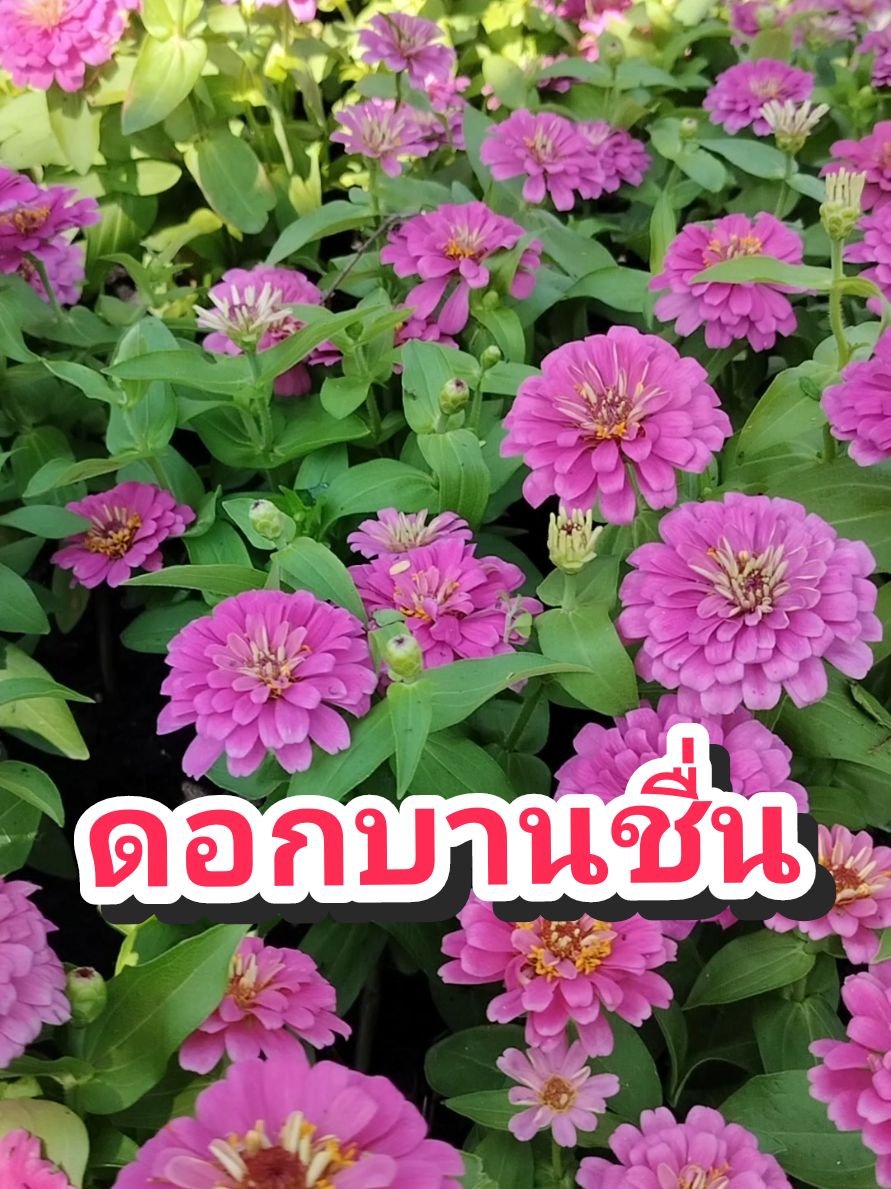 #ดอกบานชื่น #บานชื่น #ดอกไม้ #ดอกไม้สวย #flowers #flower #flowers🌼🍁🌸#ภาพสวยเพลงเพราะ  #เพลงเพราะๆโดนใจ🥀❤❤🥀  @nongmayดอกไม้สวยเพลงเพราะ @nongmayดอกไม้สวยเพลงเพราะ @nongmayดอกไม้สวยเพลงเพราะ 