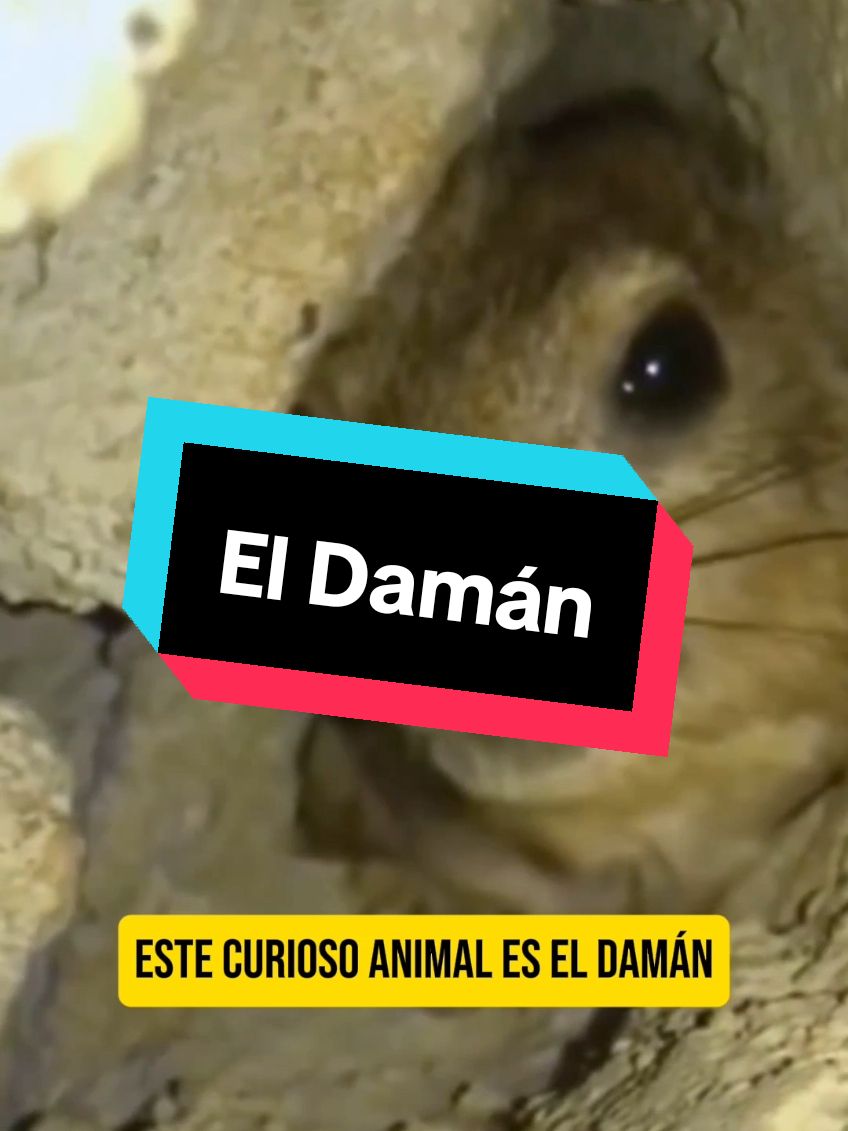 Este curioso animal dice: 