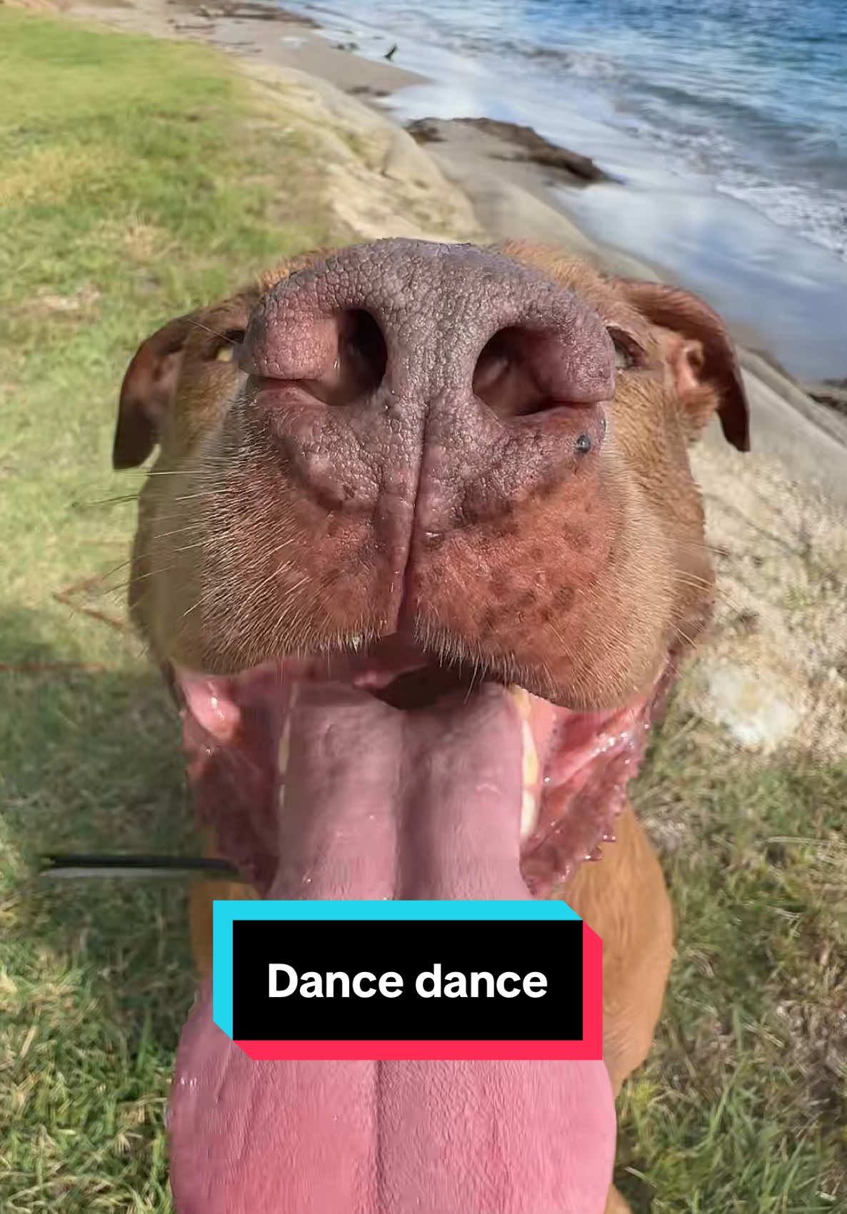 #christmas #christmasvibes #dog #dogs #pets #pitbull #dance 