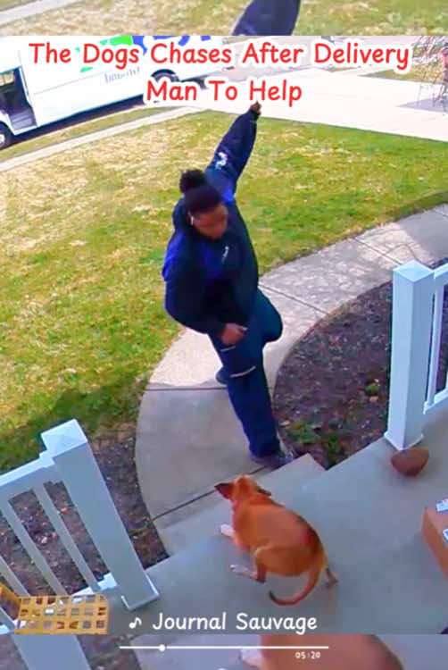 The dogs chases after delivery man to help #satisfying #animals #dogs 