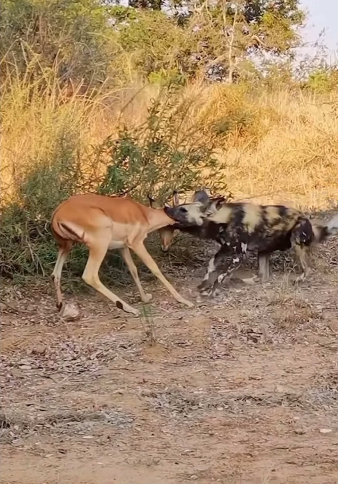 Wild dog attack gazell #viralreels  #trendingvideo  #tanzania🇹🇿  #viralvideo  #trendsouthafrica  #viralvideos  #wildlife  #naturebeauty  #kenyantiktok🇰🇪  #animalsoftiktok 