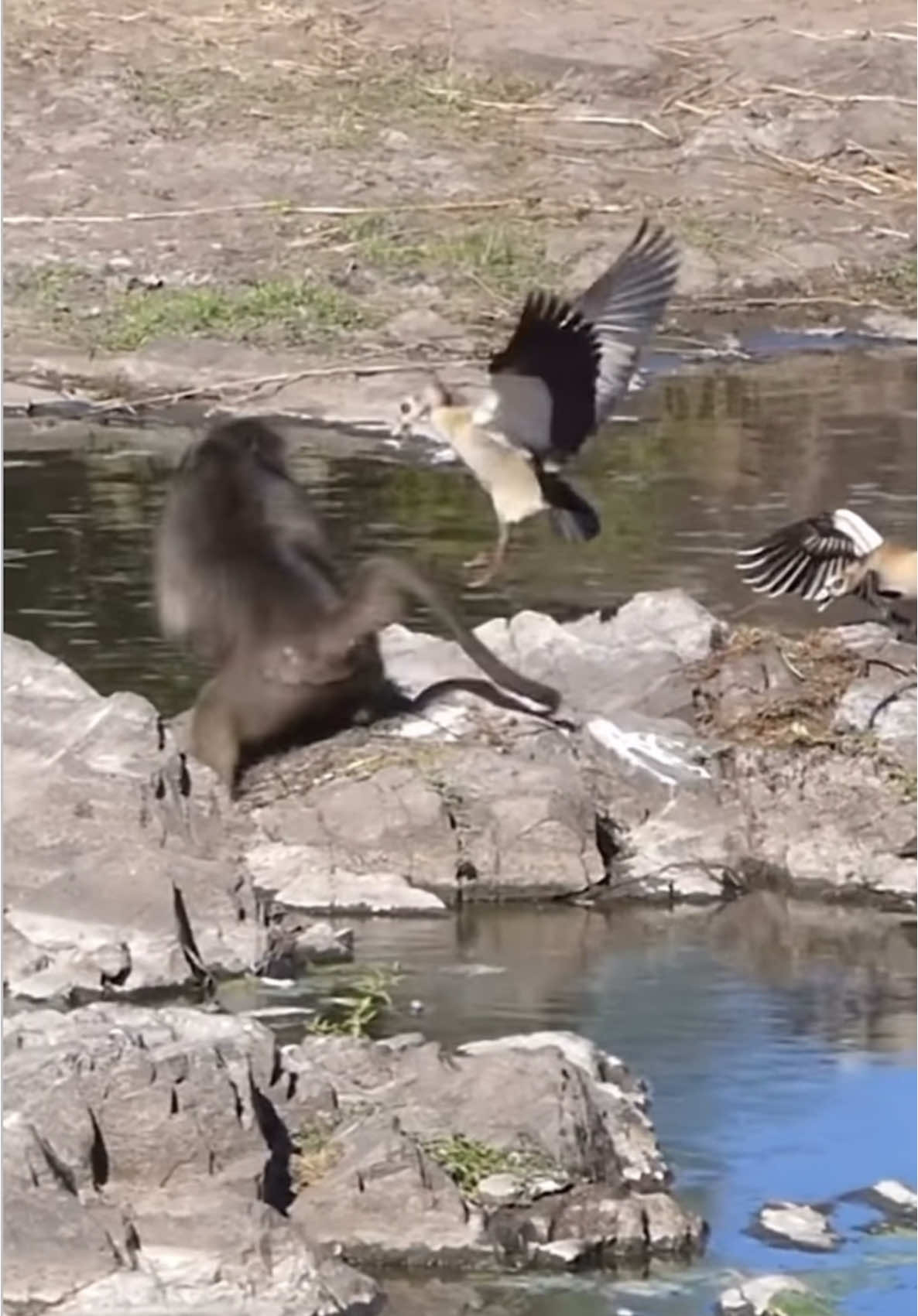 baboon steals duck eggs 😂😂😂