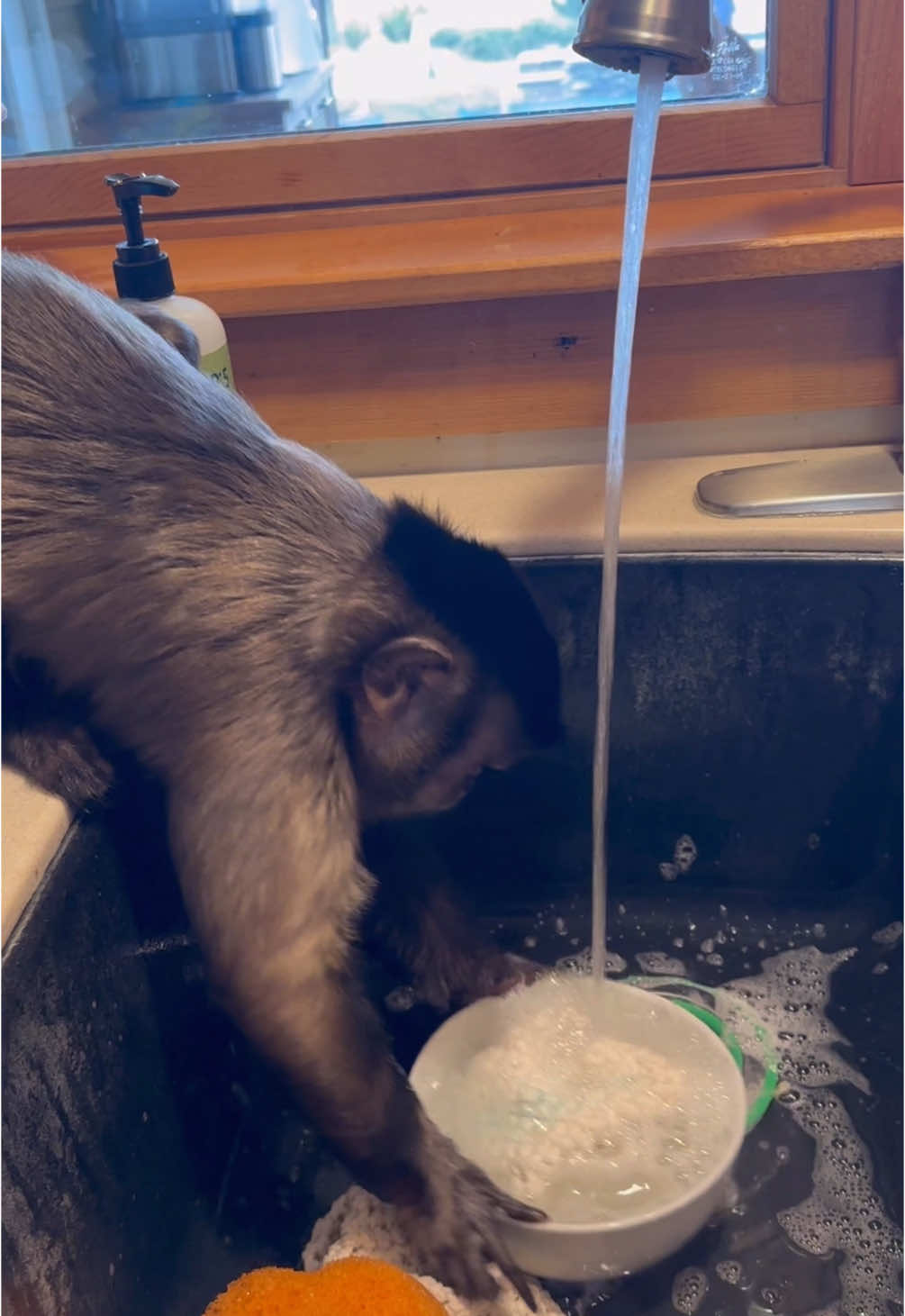 Rise and Grind!! #gaitlynrae #fyp #fypシ #animal #pet #animalsoftiktok #pets #monkey #cleaningtiktok 