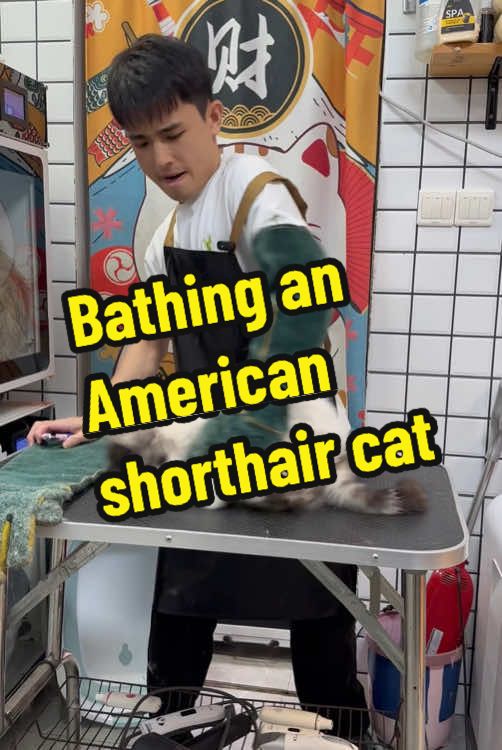 Bathing an American Shorthair cat Welcome back to the heartwarming story of our beloved American Shorthair! After a three-month hiatus, our clever and adorable feline friend has returned, bringing joy, surprises, and a few challenges along the way. His return was nothing short of exciting - he startled me momentarily with his playful antics, showcasing his signature 