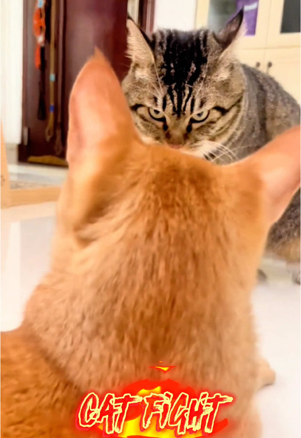 cat fight #catfight #feline #twocats #cats #fyp 