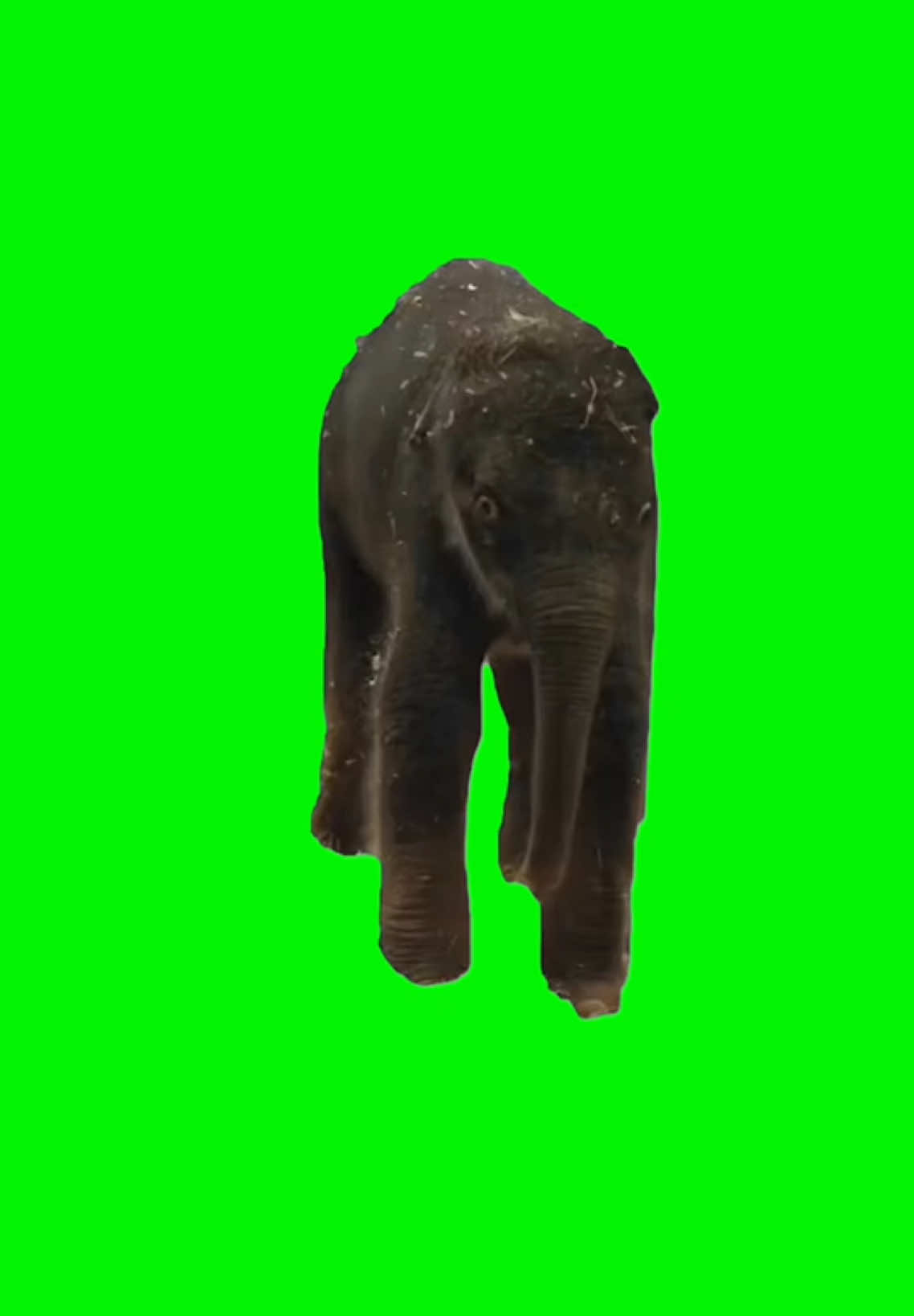 Kirby the Baby Elephant | Green Screen. Original video by @ABC News Live #elephant #me #babyelephant #kirby #zoo #greenscreen #meme #fyp 