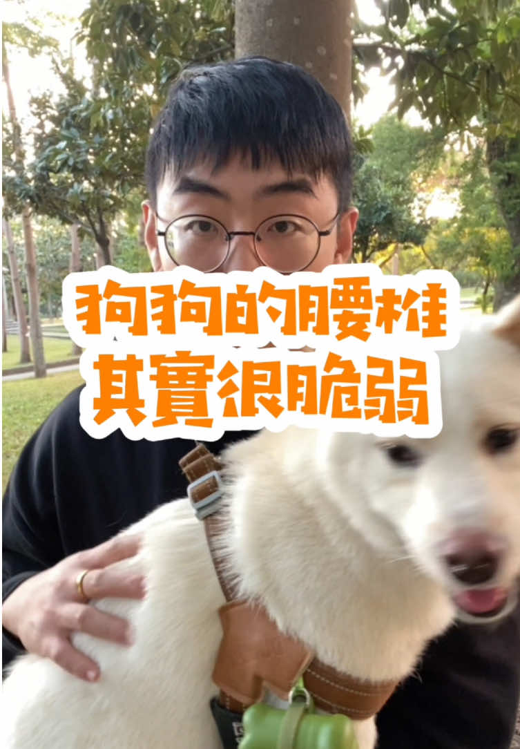 狗狗的健康不能等～ #狗 #柴犬 #dog #寵物知識 #健康