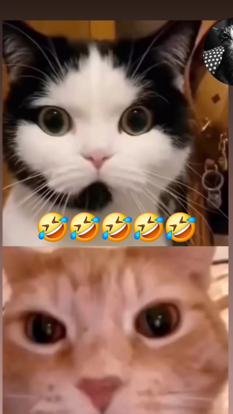 Funny Cat  #cat  #catsoftiktok  #funny  #kitten  #allo  #animal 