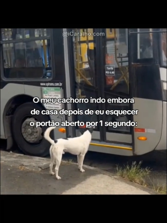 O mico de correr atrás dele pelas ruas 😘🕊 #floptok #viral_video #fyp 