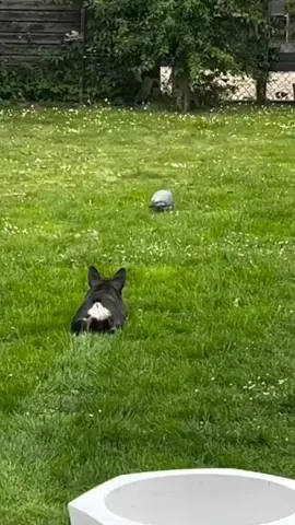 French bulldog #cute #dogs #frenchbulldog #frenchie #bulldog #humor #prank #fyp #animals #pets #play 
