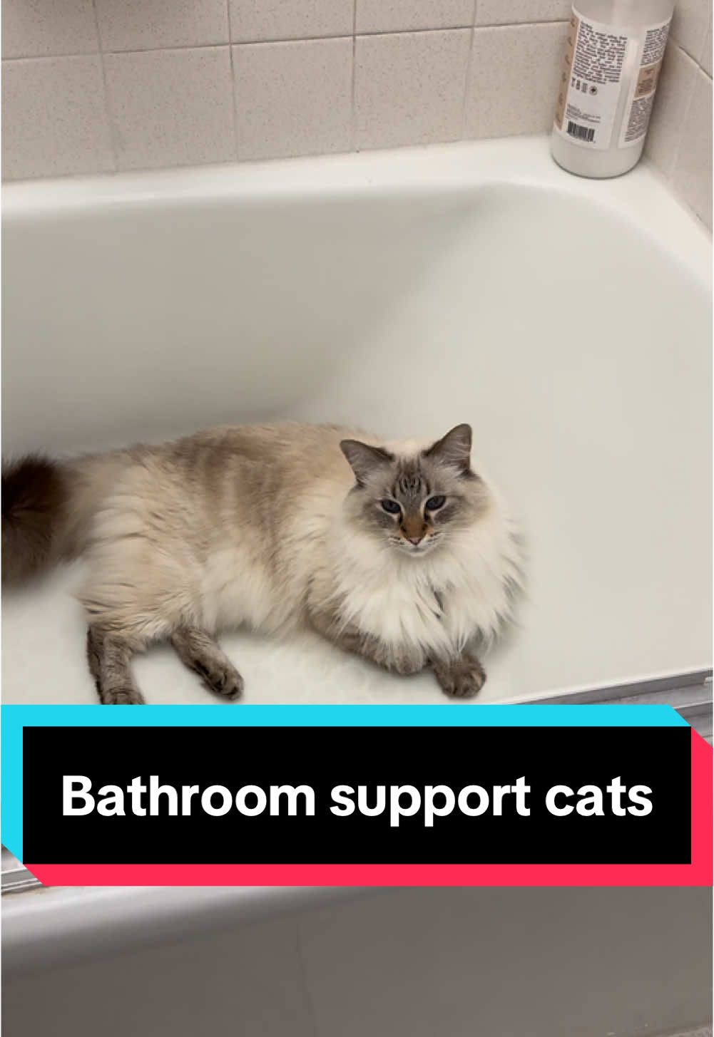 Bathroom emptional support cats. Cause why would you want to potty alone? #cats #momlife #emotionalsupport 