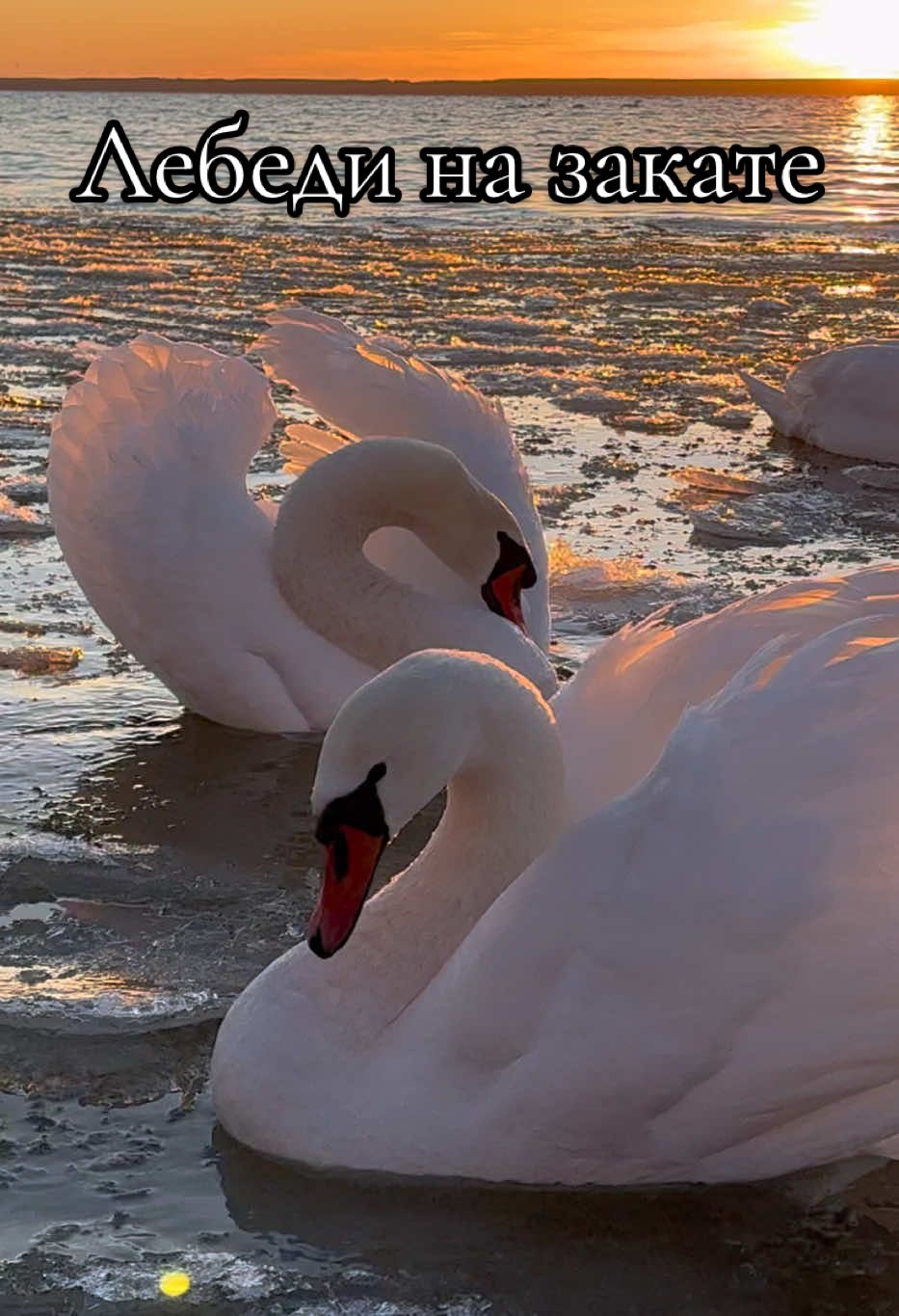 Лебеди на озере Нарочь на закате дня.  #лебедь #милоевидео #swan #лебеди #swans #закат #нарочь 