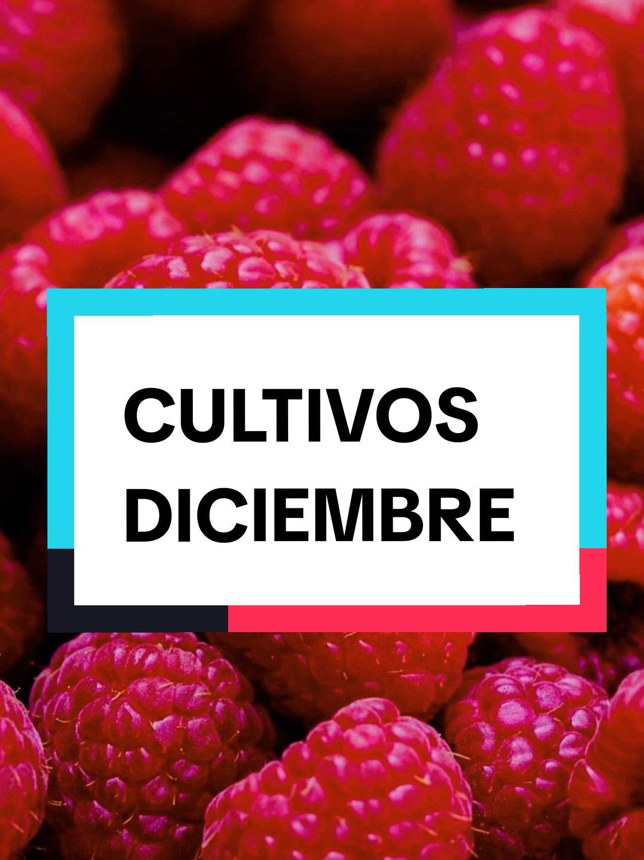 Que sembrar en Diciembre 🌱🥕 que se puede sembrar en Diciembre #quesembrarendiciembre #consejosplantas #huertoencasa #plantinesorganicos #huerto #huertoencasa #huertourbano #cultivos #cultivosencasa #tipsplantas #plantas #lasplantasdelabello #paratiplantas 