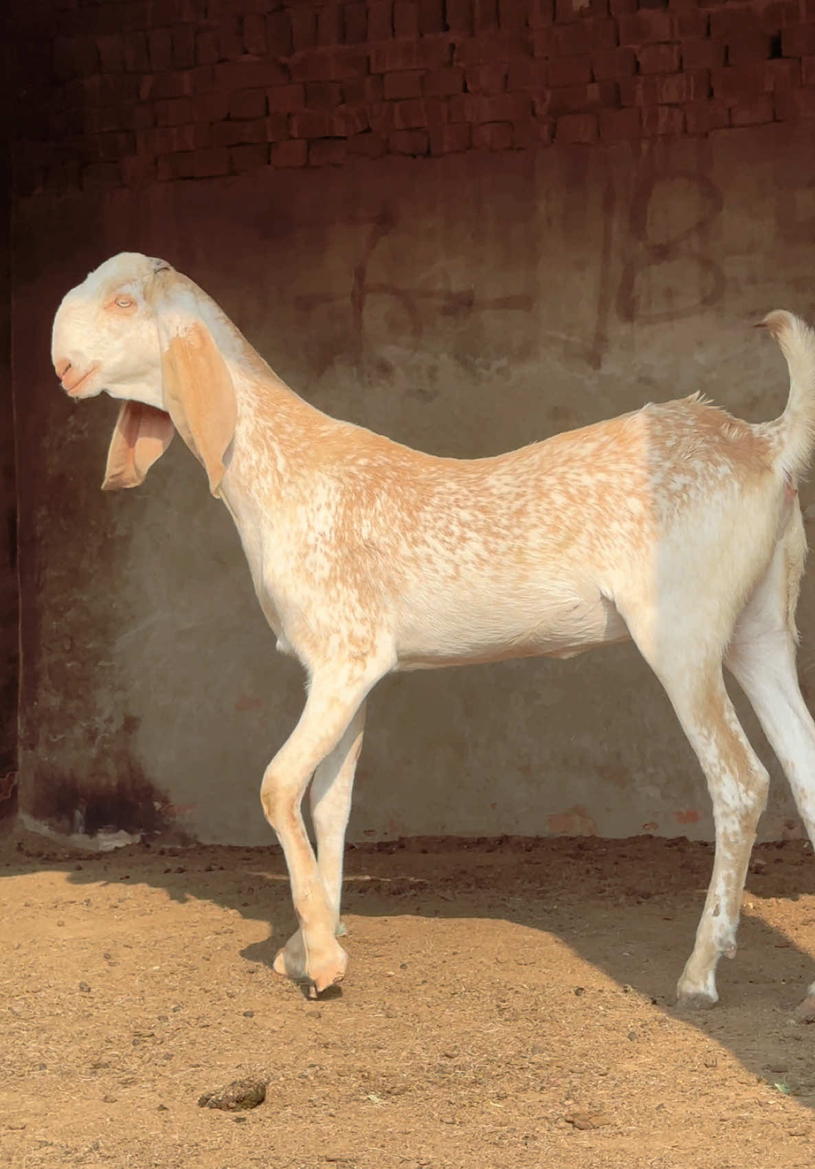 Ma shaa Allah shoq kheri path @Shokeen Goat farm #tiktok #foryou #viral #goat #tiktokviral #viralvideo #trending #video 