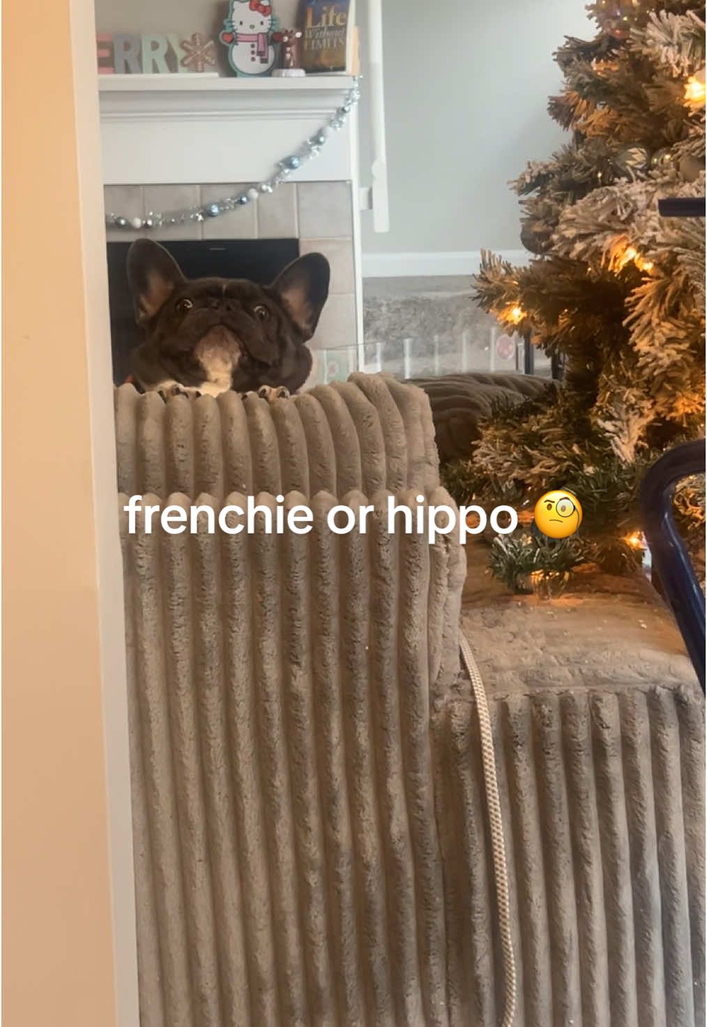 part frenchie, part hippo 😄 #frenchbulldog #frenchiesoftiktok #funnydogs #dogsoftiktok #cutedogs #fyp