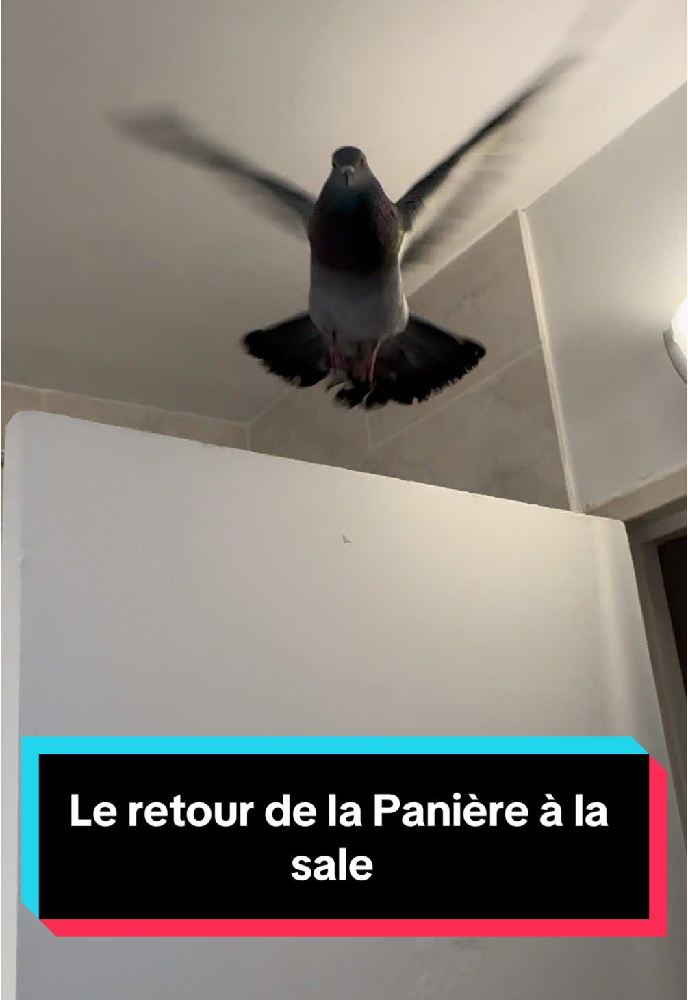 Une affaire pour une Panières à linge sale c’est du n’importe quoi 😂🐦 avec titix #Titix #pigeon #pokemon