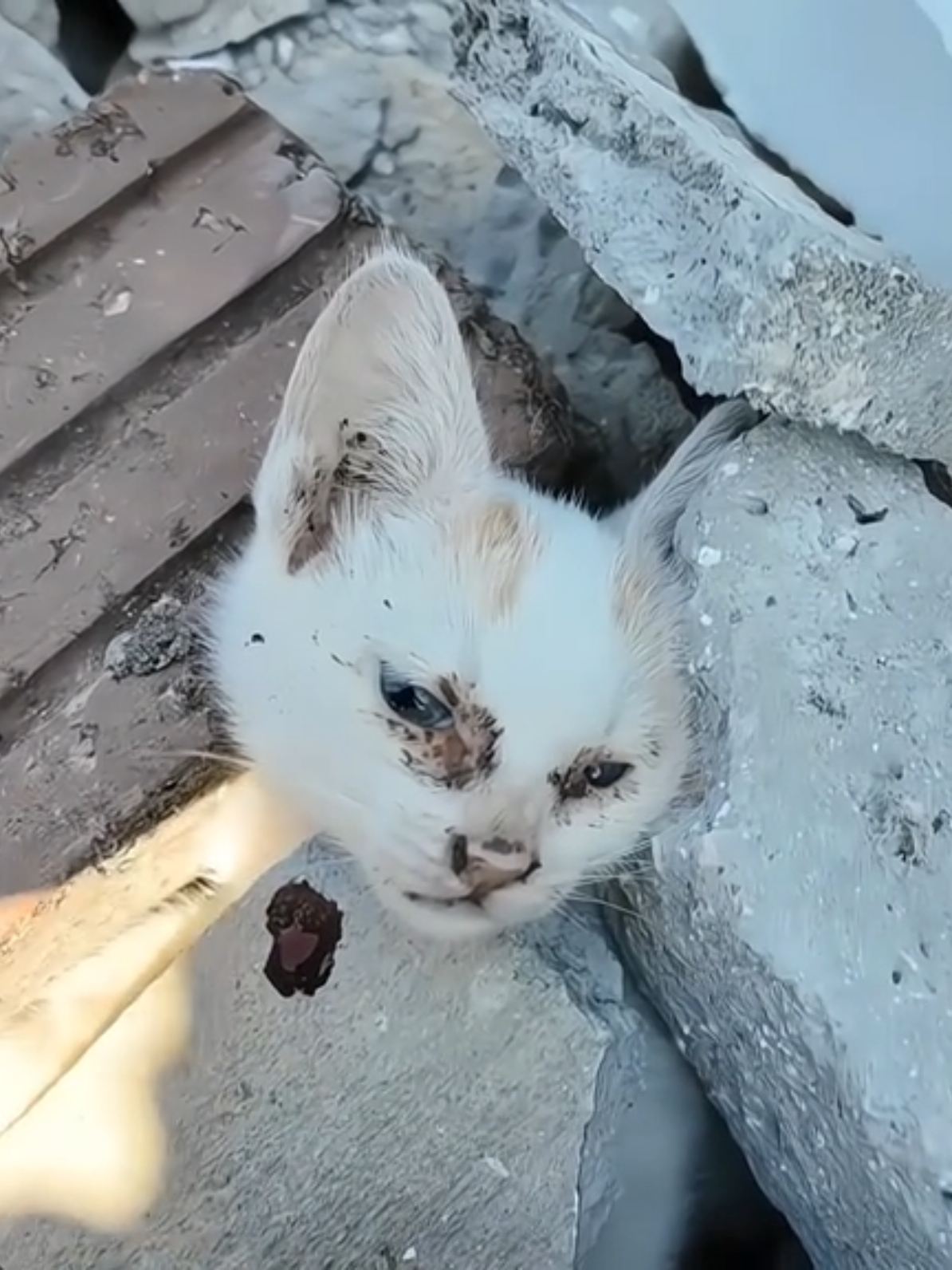 acompanhe a evolução desde pequenos gatinhos 🥺❤️ #emocionante #salvandovidas #resgateanimal #seresdeluz #animals #viral 