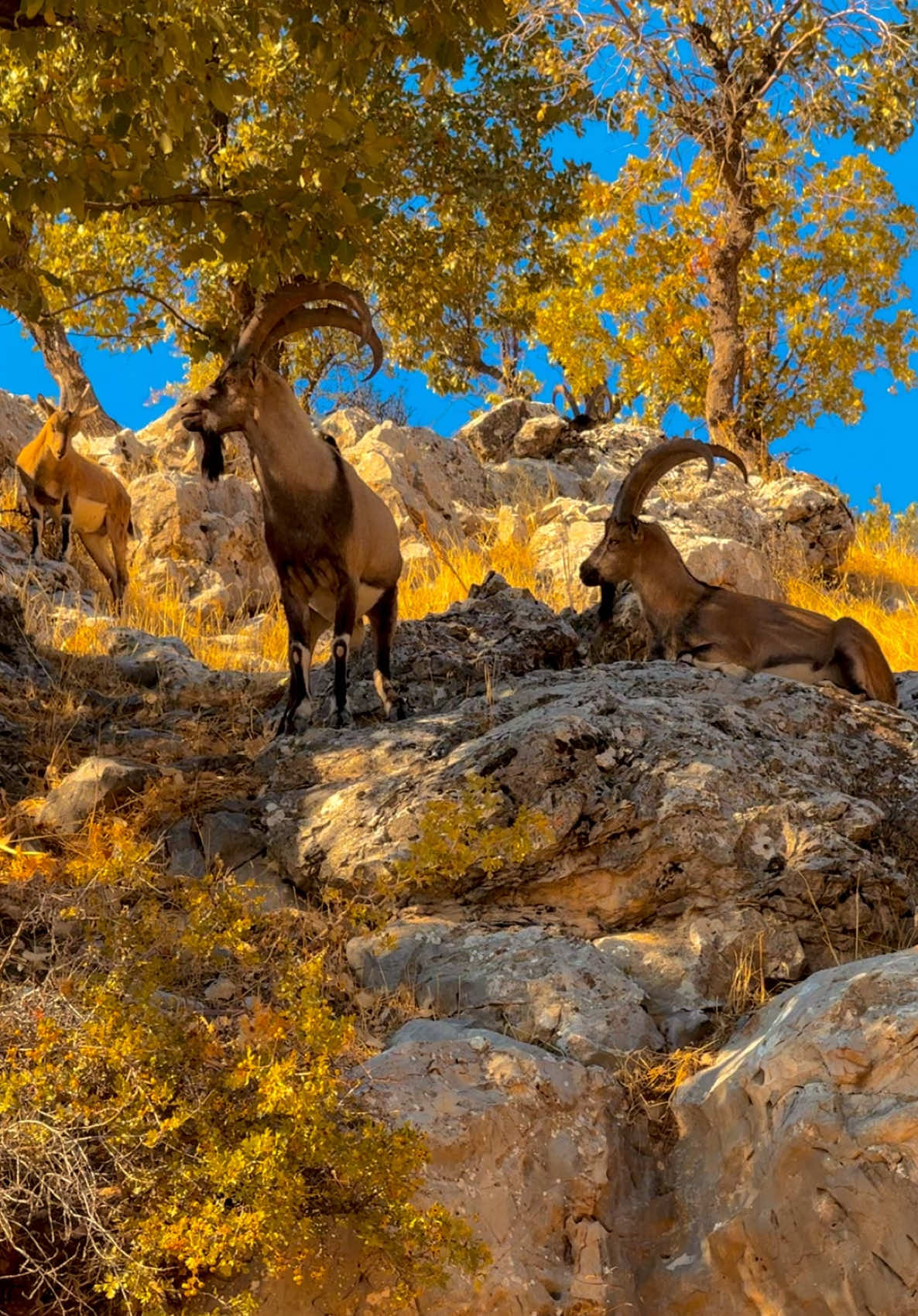 ‏‎‏#karzan📸 ‏‎‏#karzan__ #sheladze♥️👑_deralok_♥️sirye👑 #سروشتی_جوانی_کوردستان #kurdistan #deralok #amedi #ava_shin #k_nature #شیلادزی #nature #photography #photographer #arif_chopan #dyardersim #arasbarwari #slimanharki #ريزان__ #مصيف_گربيش #بلئ #moon #zaxo #سروشت #سيريئ #akre #soran #hewler #qadish #barzan #rekani 