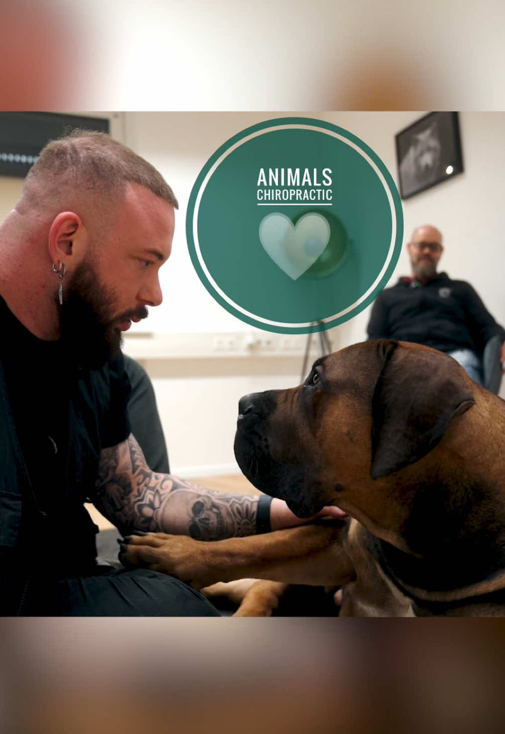 Dog with back pain 🥹🥹 • • • #foryou #asmr #animal #animals #tiere #chiropractortiktok #türkiye #hundevideos #chiropractic #help #hund #dogsoftiktok 