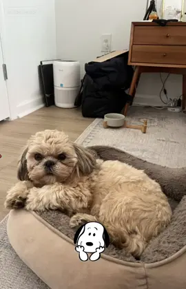 Beast in a Snoopy filter yup im obsessed #snoopyfilter #snoopyeffect 
