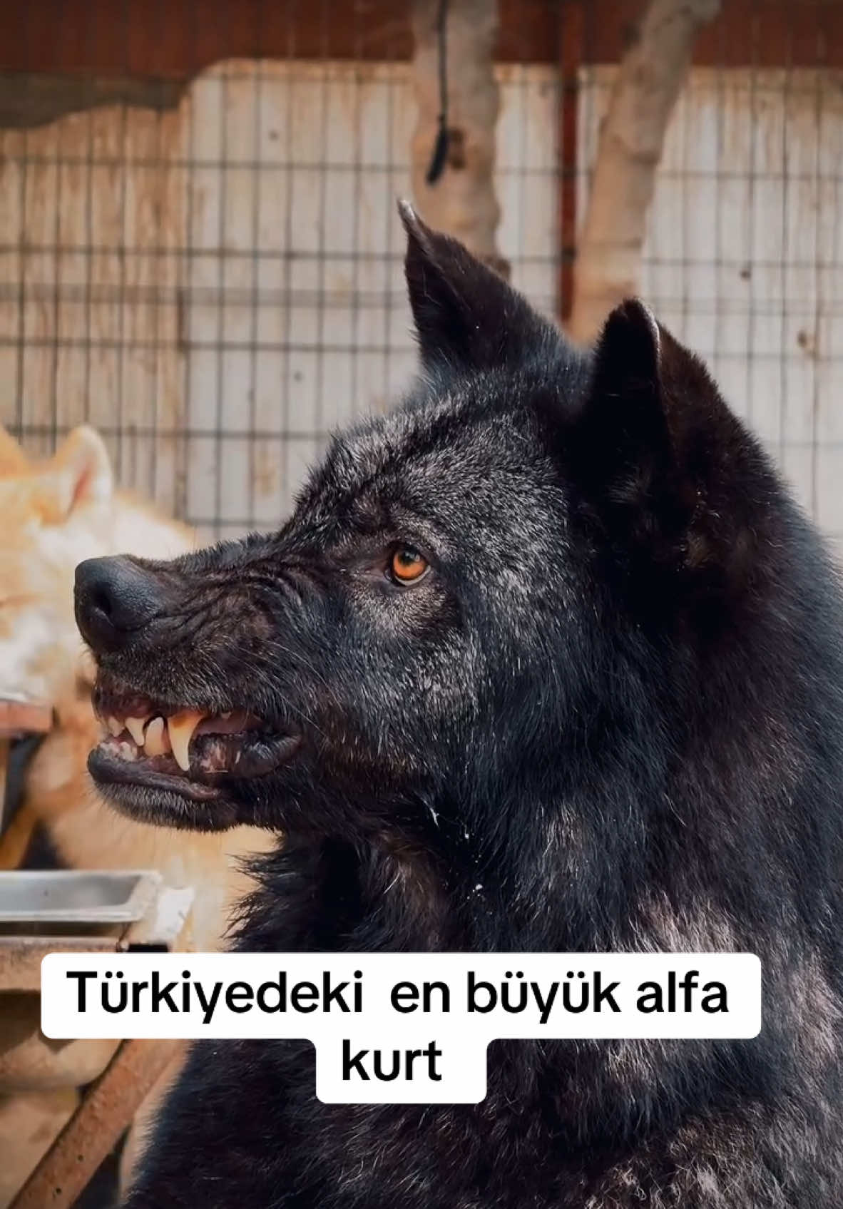 wolf #wolfpack #wolflover #wolflove #kangal #wolflovers #wolfdog #nature #akbaş #howlingwolf #wolfdogturkiye #wolfhybrids #malaklı #canavar #articwolf #blackwolf #alphawolf #alfakurt.  