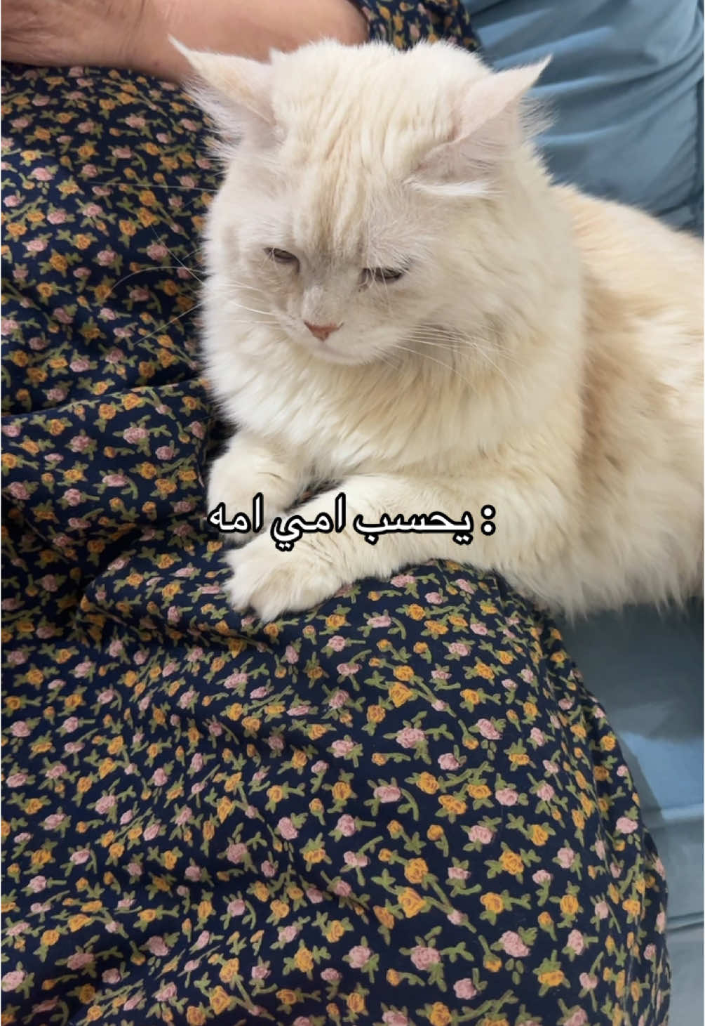 #explore #fyp #cat #الشعب_الصيني_ماله_حل😂😂 