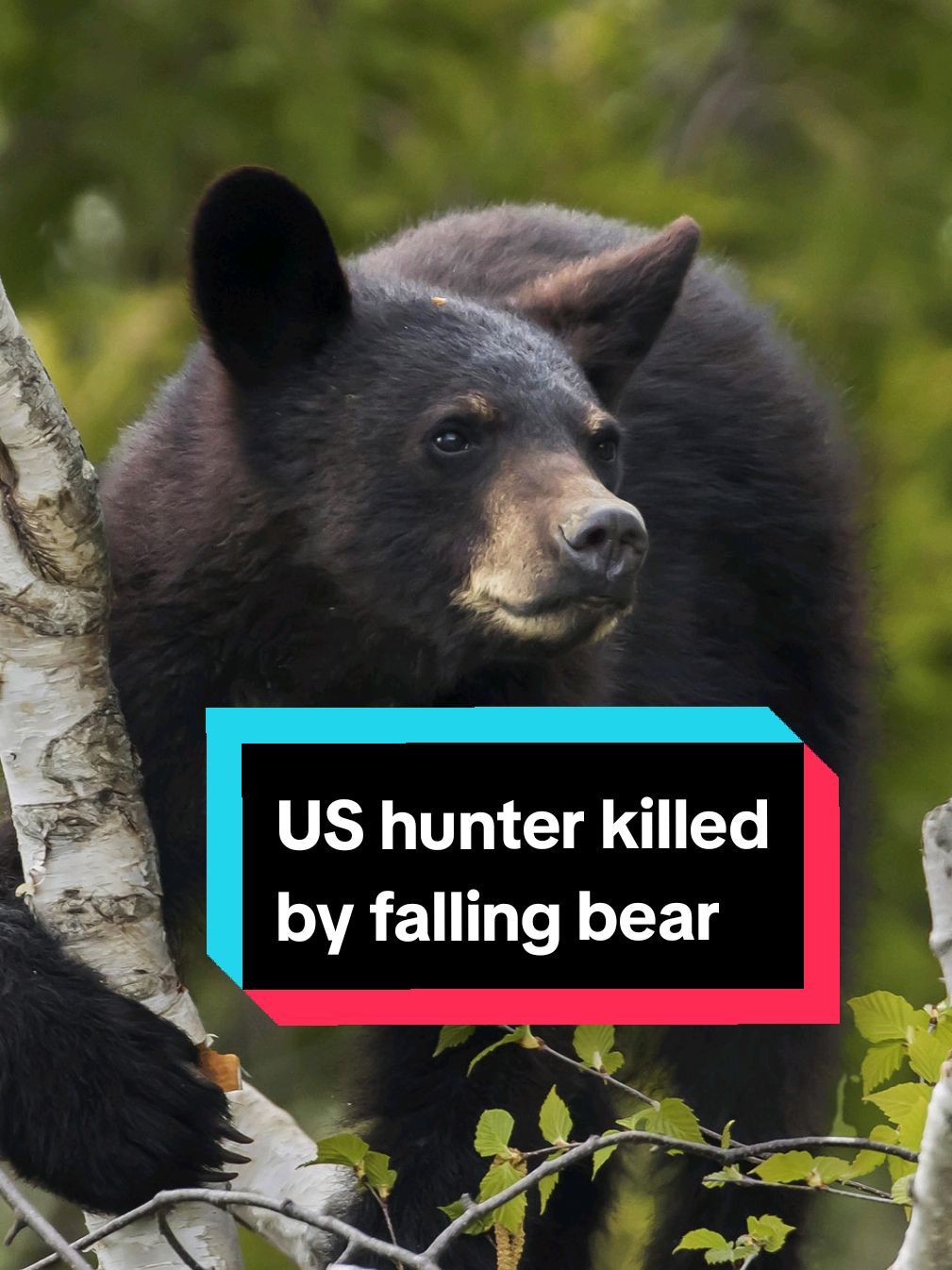 A hunter in the US state of Virginia has died from his injuries after a bear fell on him from a tree. The bear climbed the tree as it was being chased by a group of hunters and when it was shot by one of them, it fell on a man standing below.  #Bear #US #Hunter #C4News