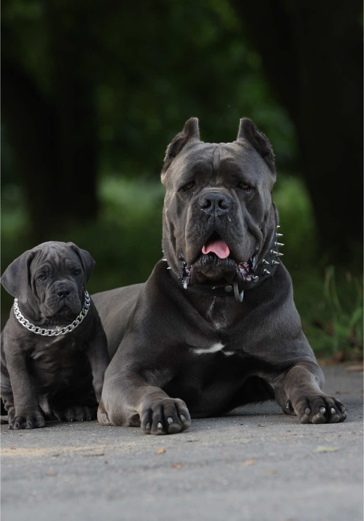 #канекорсобеларусь #canecorso #canecorsoitaliano #foryou 