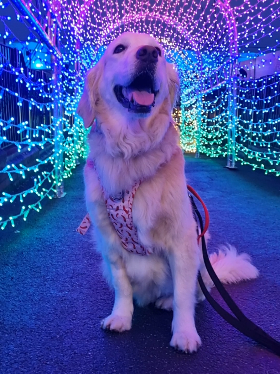 🎄☃️🥹🤍 #goldenretriever #rescuedogsoftiktok #dog #christmaslights #dogchristmas 