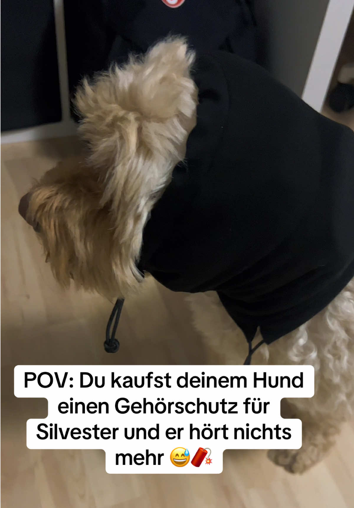 Der Gehörschutz ist von Vierpfote.de ❤️🎆🐕 #hund #silvester #doglife #hundeliebe #angsthund #vierpfote 