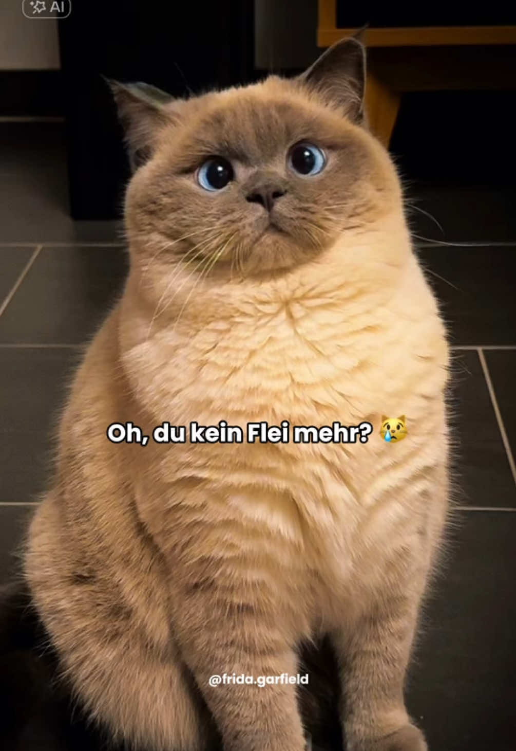 Kein Flei mehr? 🙀🍖 #catlover #katzenvideos #fypcats #cat #catsoftiktok 