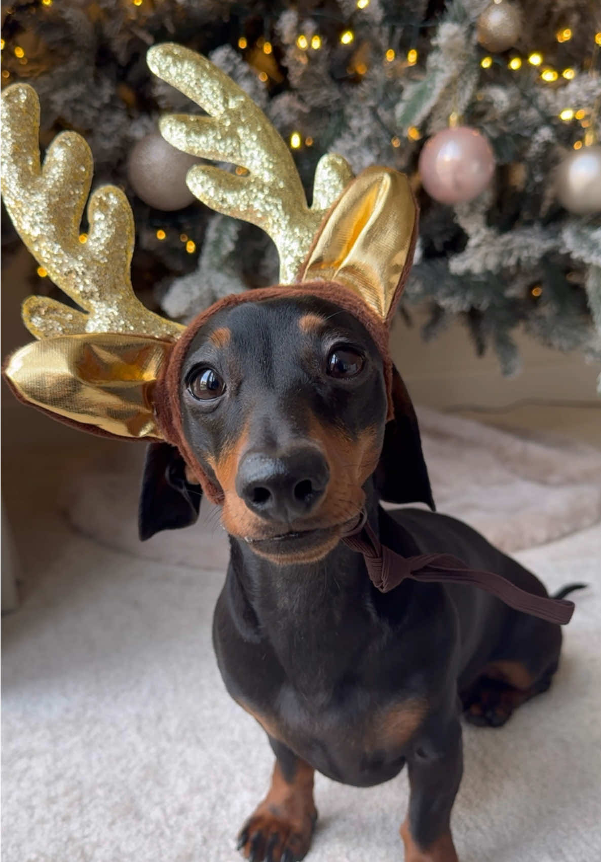 Just a Dachshund in her reindeer ears enjoying her snack 🥹🦌 #sausagedog #dachshund #dogsoftiktok #dog #dogs #wienerdog #foryoupage #miniaturedachshund #fyp 