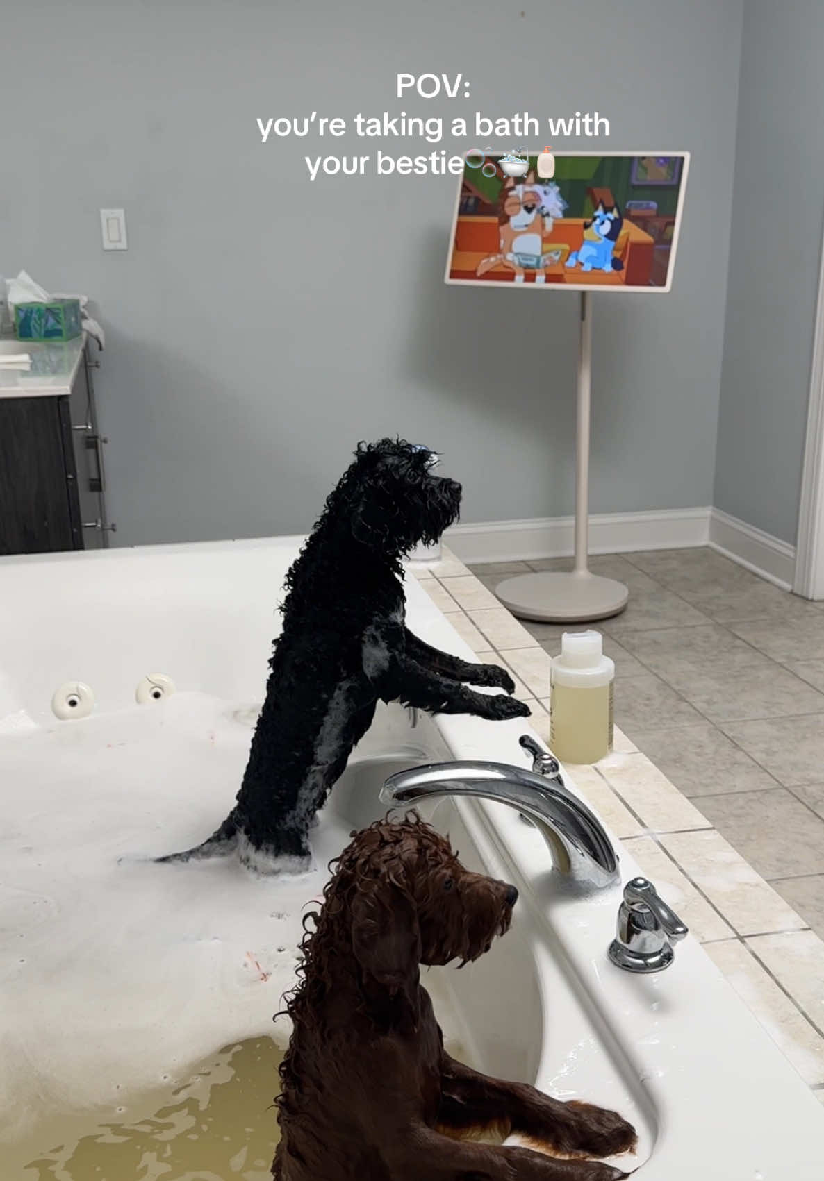 It’s bath time! #puppy #bath #poodle #dog #dogsoftiktok #doglover #cavapoo #amazon #asmr #asmrsounds #fyp #fyppppppppppppppppppppppp