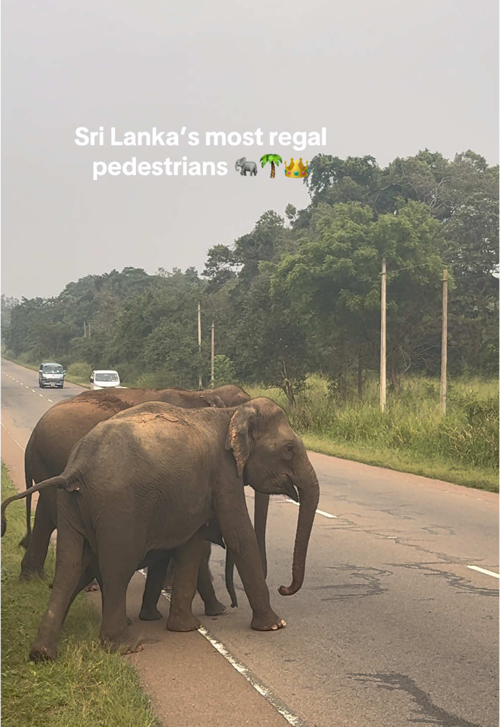 Aren’t they the cutest things on earth?! 🥺🥺🥺  #sigiriya #elephants #tourist #visitsrilanka #explore #wildanimals 