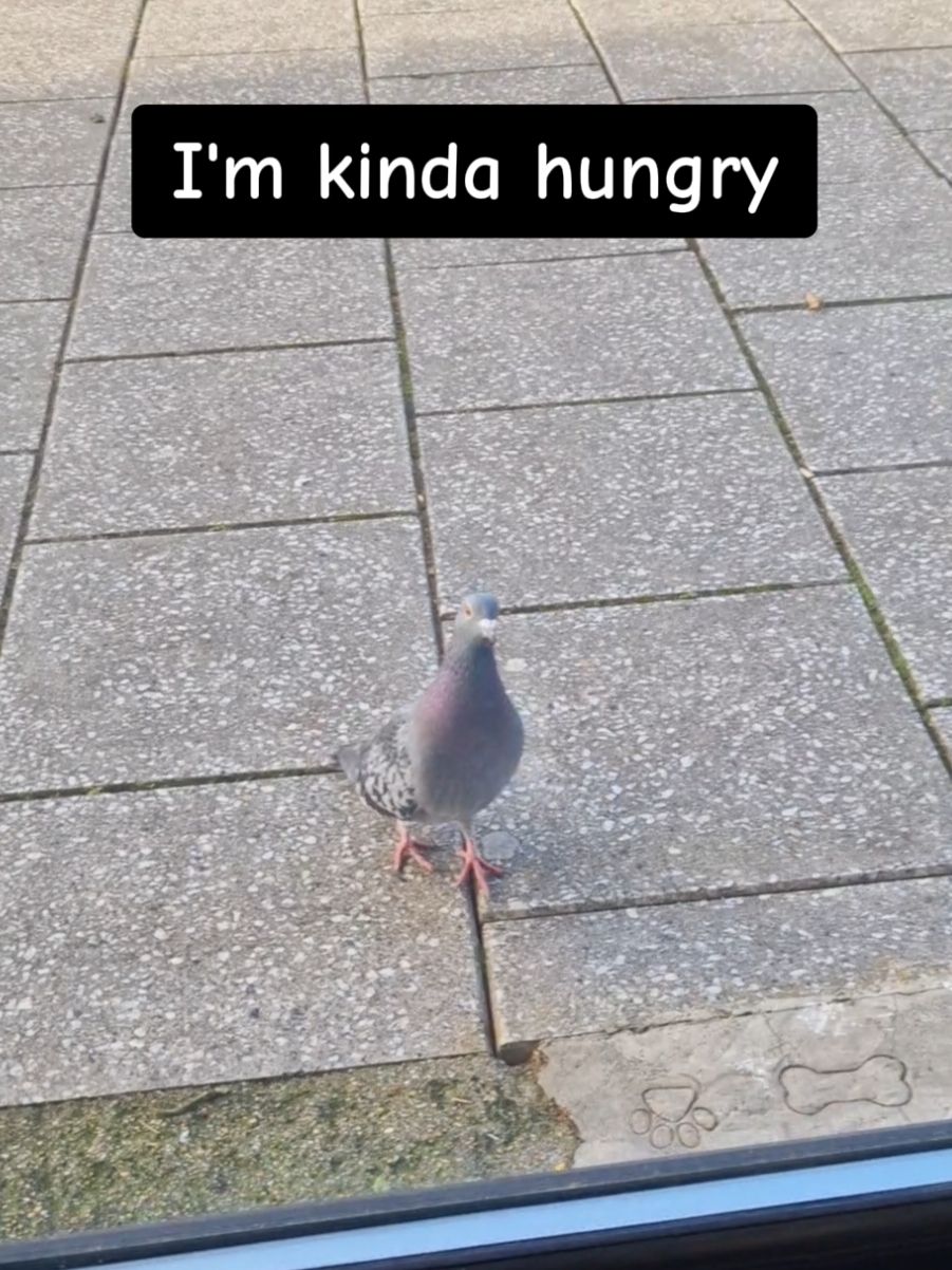 Pocket Peanuts 🥜  #street #pigeon #pigeonlovers #lovepigeons #cutebirds #birdsofinstagram #birb #dove #petpigeon #fyppp #fyp #trendingvideo #treanding 