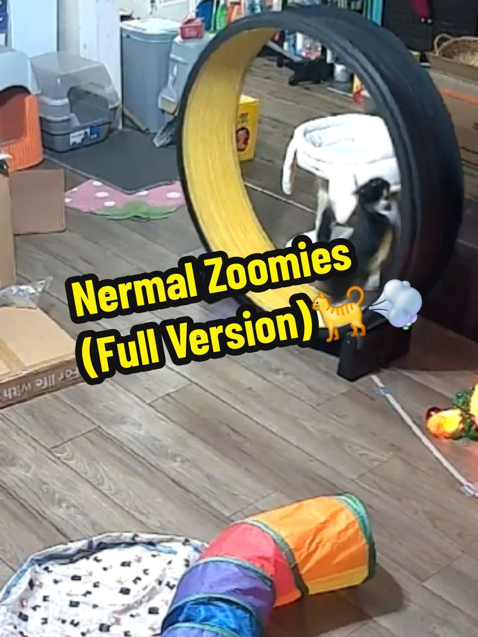 Here's the full version of Nermal's latest zoomies. I really didn't know what she was doing and at this point I'm really not surprised.😆 Its just fun to watch her and really makes me laugh everytime she does this. 😅🤣😂 #fyp #foryou #foryoupage #catsoftiktok #PetsOfTikTok #ohiocats #nermal #tuxedocat #cat #catwheel #blackcatsoftiktok #catrunning #gta #fastcar #funnymoments 