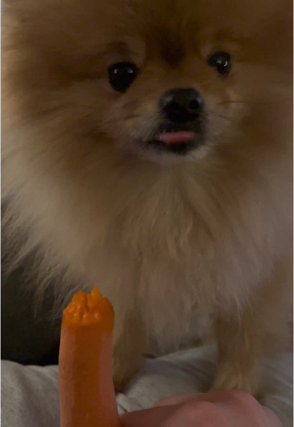 Asmr🥕#pomeranian 