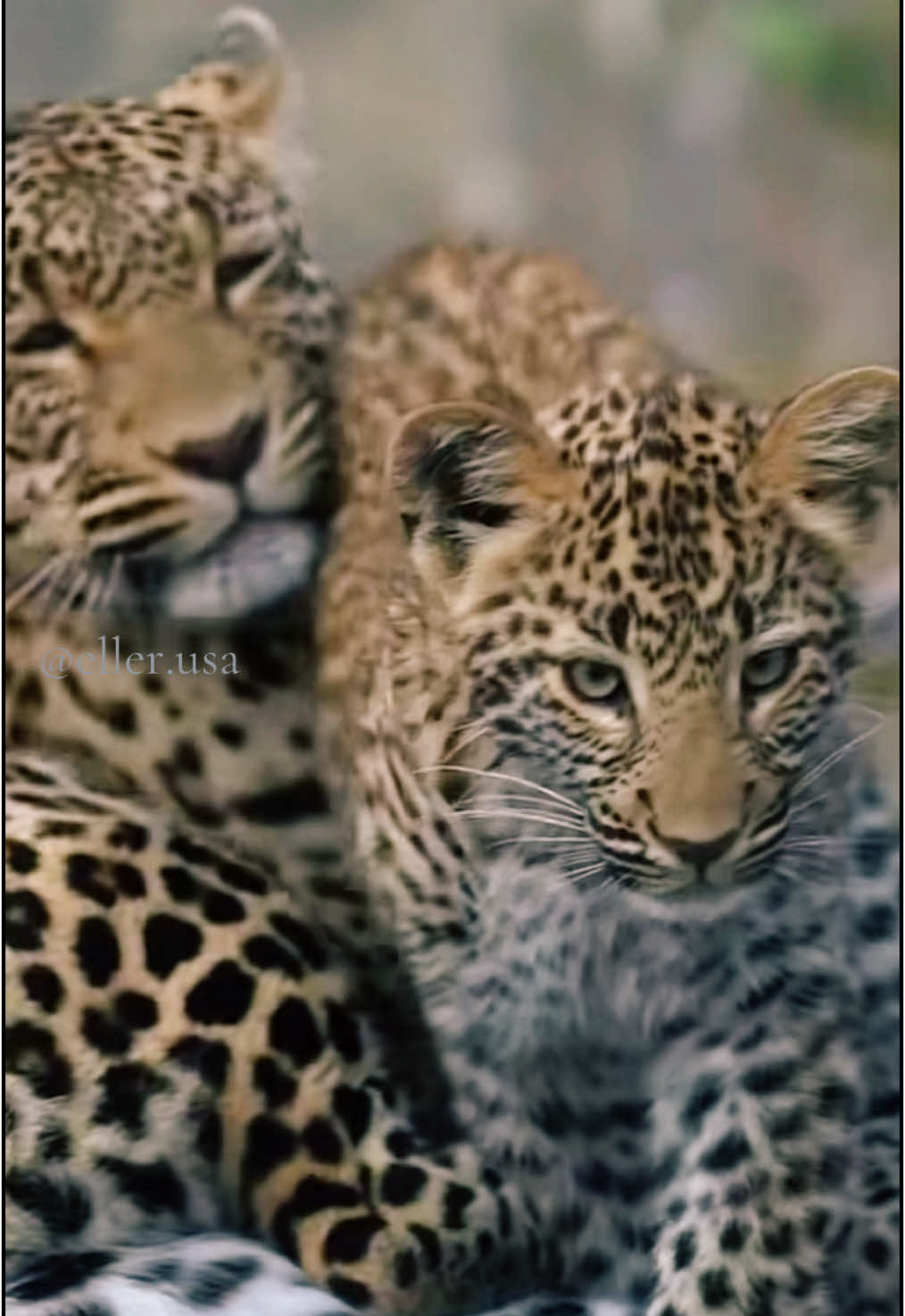 #animalsoftiktok #nature #africa #viral #viralvideo #Brésil #france #safari #amazonia #superviral #forçou #world  #puma #lince #onça #lion #leao #guepard #leopard #tiger #chita #felinos #trand #animals #animal #usa #tiktokindia #tiktok #america #americadosul #europe #atack