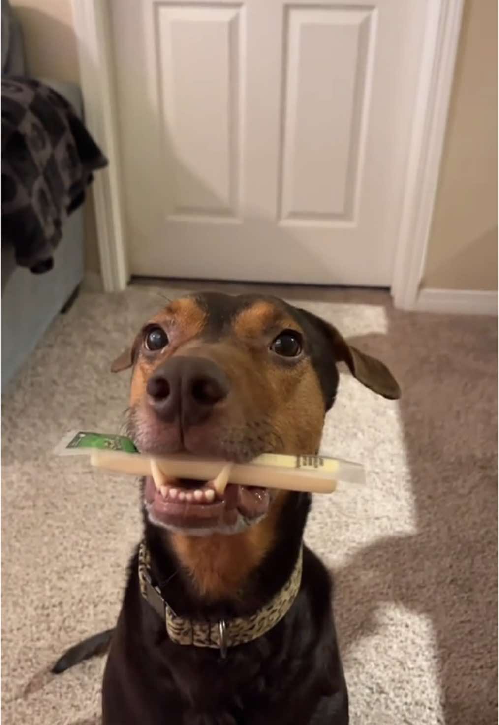 Replying to @lynnytam42 yall the way he accidentally sucked that treat up when he thought i said his release word KILLED ME. Look at his little face 🥺 (we havent worked on false release words in months so im not surprised he messed up a little but he didnt eat it so i cant even be upset about it) #mutt #dogvlog 