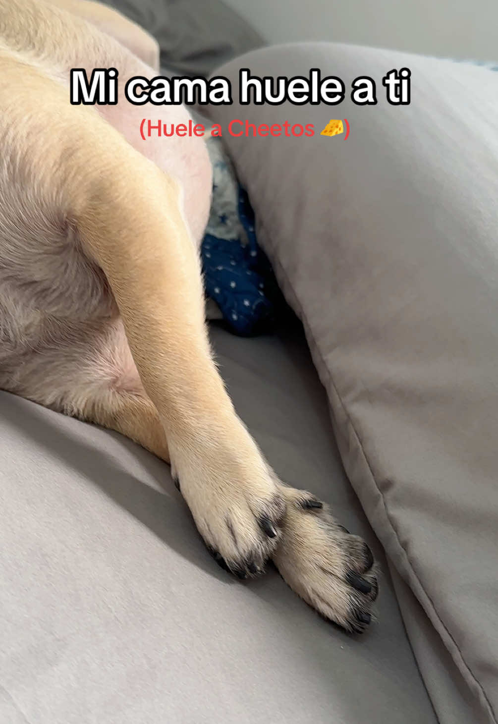 No puedo olvidar su olor 🐶🧀 #pug #perros #viralvideos #fypp #mimascotayyo 