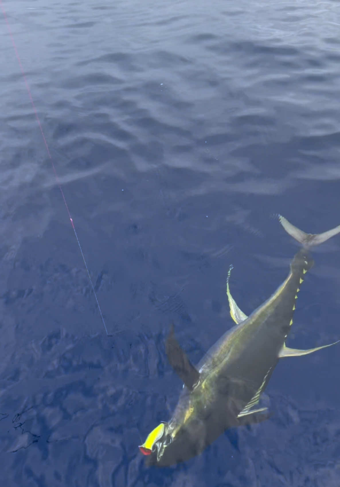 New Generation Frothers throwing in a bit of teamwork to get this solid Yellowfin over the line!!  Epic as always with @namotufishing  Big Fish, Big Waves, Epic Times! Aclassic!!  #fishing #fish #fishinglife #bluewater #nature  #fishingislife #angler #fisherman #fishingtrip #boat #fishingaddict #bigfish  #saltwaterfishing #fishingdaily #fishon #sea #aclassic #diehard #diehardfisho