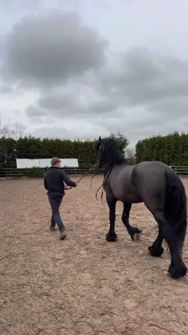 My apprentice tom trying to trot hessel up😂😂 #horse #fyp #equestrian #funnytiktok 