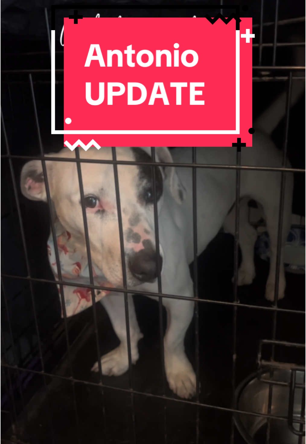 PUPDATE on Antonio ‼️ After thousands of views and hundreds of comments on Antonio’s video that we posted yesterday, he received ONE foster application and left with this wonderful man shortly after- who will hopefully foster him long term so Antonio can continue his training. He won’t have to sit in a kennel at the shelter, he will get all the attention he deserves. And hopefully one day he gets adopted.  MFP appreciates the concern of everyone seeing Antonio.  The staff gives him lots of love and outside time. Antonio, although an extremely sweet and loving people-dog, gets very anxious in the kennel environment. He has reactivity to other dogs, and the loud chaos of multiple kennels or visual stimulation of other dogs intensifies his anxiety. Many dogs across this nation are euthanized on a daily basis for kennel anxiety. We won’t ever let that happen to Antonio. A behavioral specialist suggested that a separate, quiet space would help with his behavior and mental coping.  Thank you everyone for caring about Antonio. Now let’s find him his forever home. ❤️ #foster #rescue #animalrescue #happy 