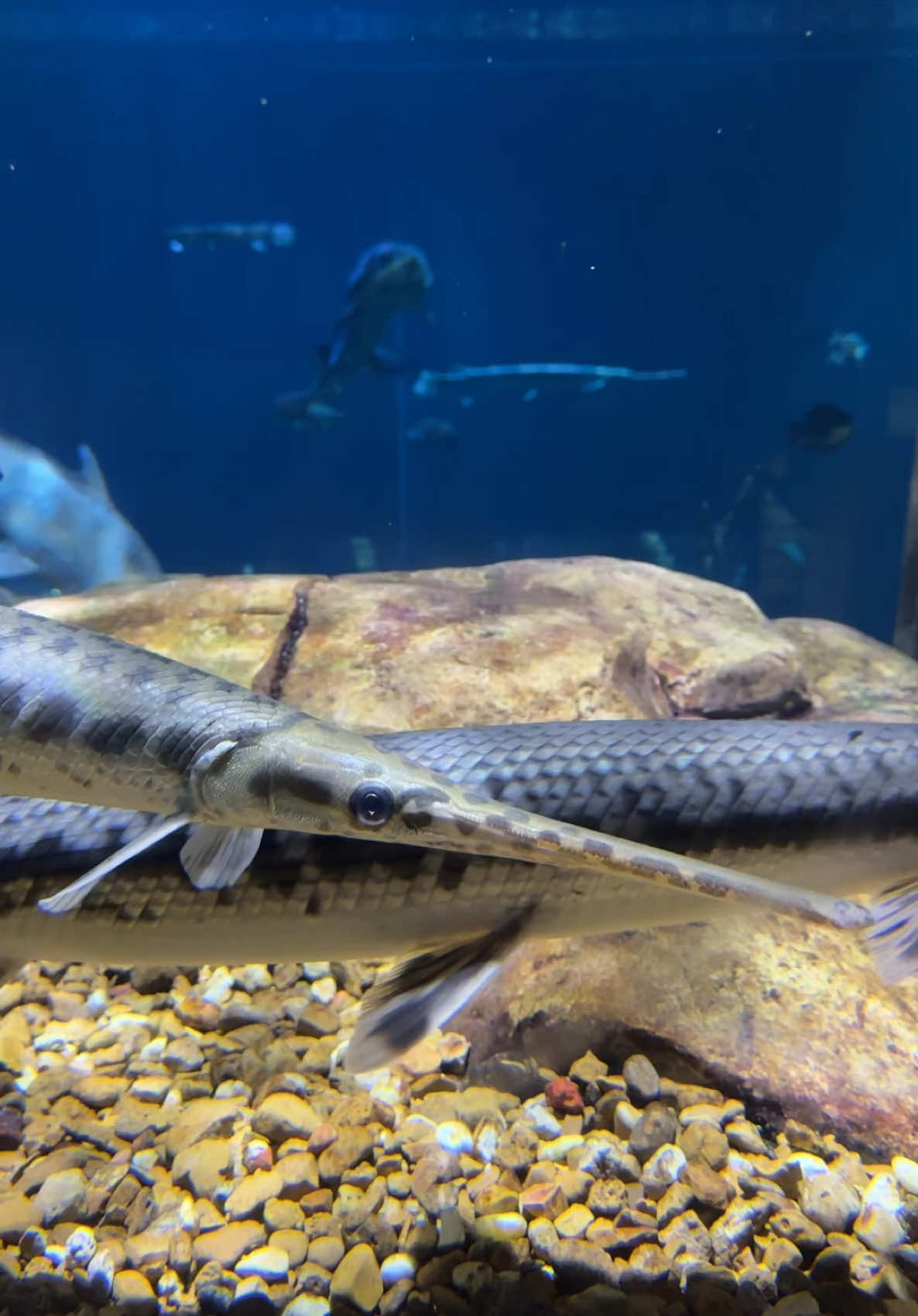 No thoughts, just gar.  #tennessee #garweek #showingoff #chattanooga #christmas #aquarium #alligatorgar  @GarLab @Solomon David 