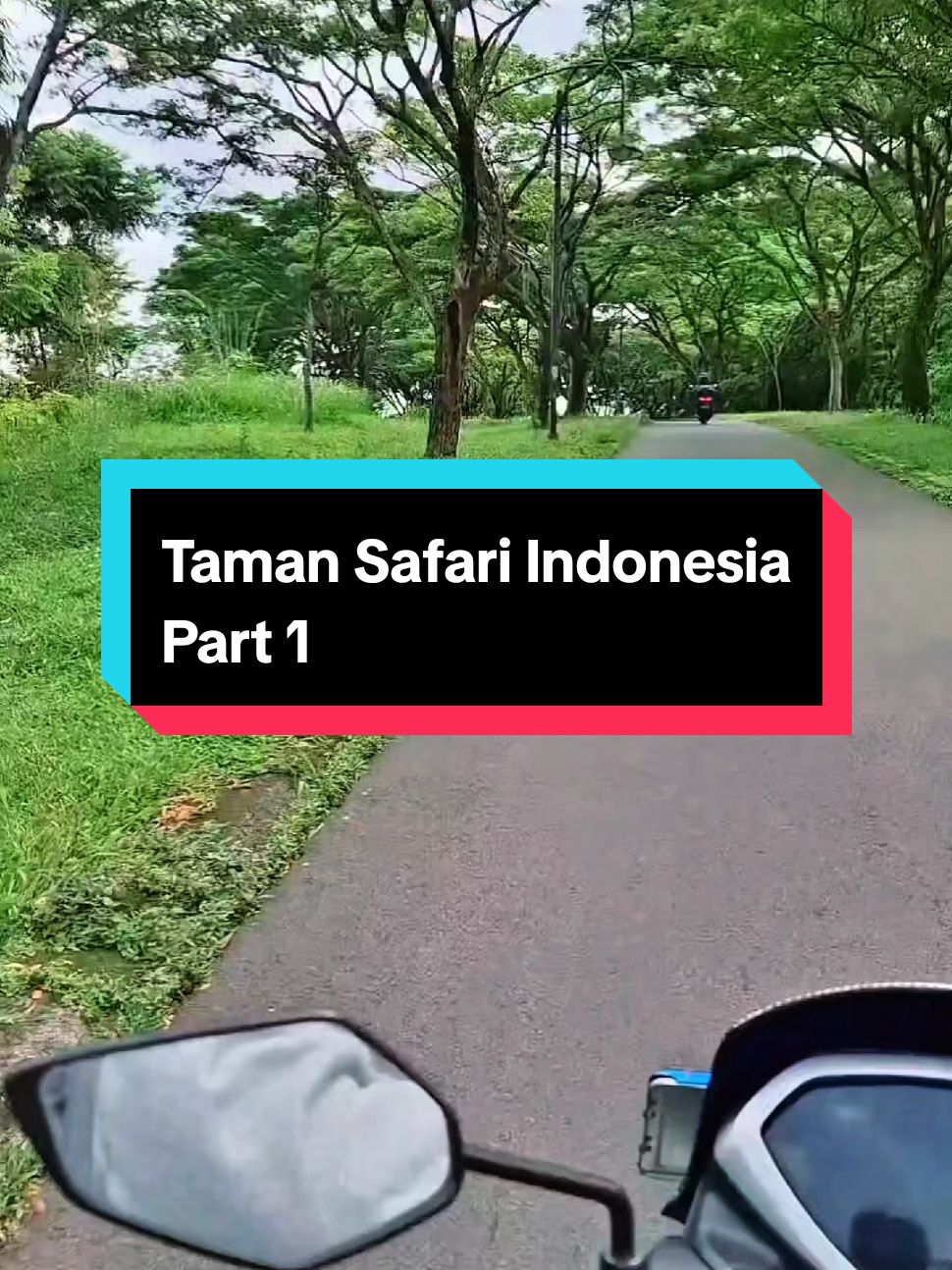 Dadakan Seperti Tahu Bulat ... Taman Safari Indonesia Part 1 #tamansafariinfonesia #bogorhits #bogor #cisaruapuncakbogor #fyp 