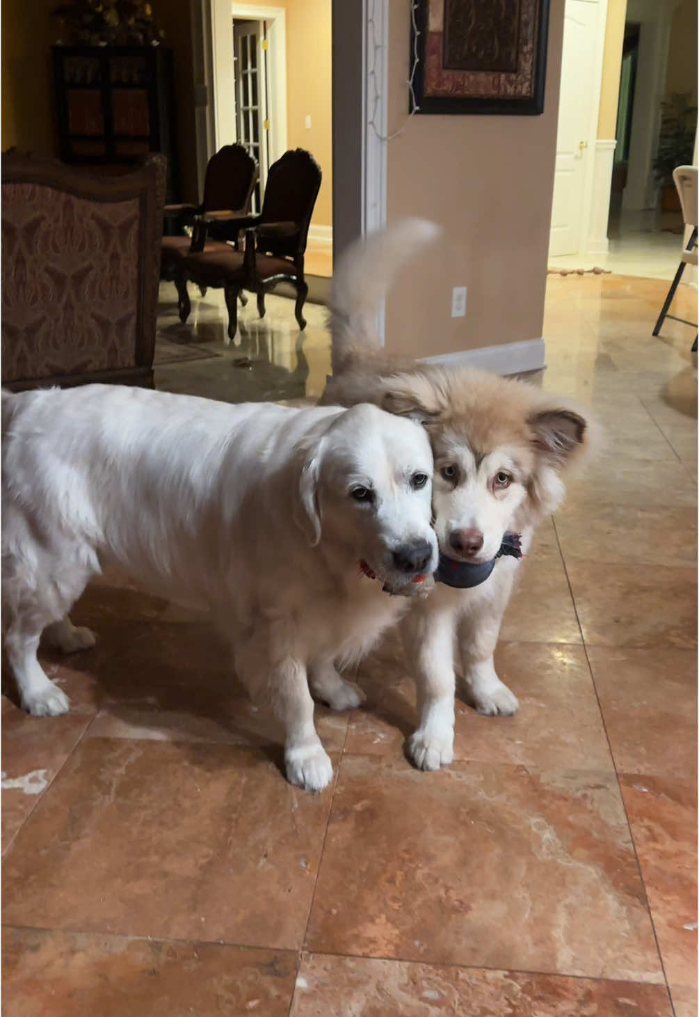 Roman and Hercules forever birds of a feather #alaskanmalamute #goldenretriever #redalaskanmalamute #puppy #billieeilish #birdsofafeather 