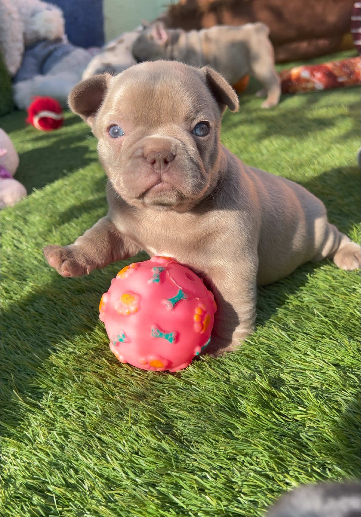 Hola Neska❤️#tiktokfrenchbulldoglove #perrosbonitos #babyfrenchie #isabellafrenchie 