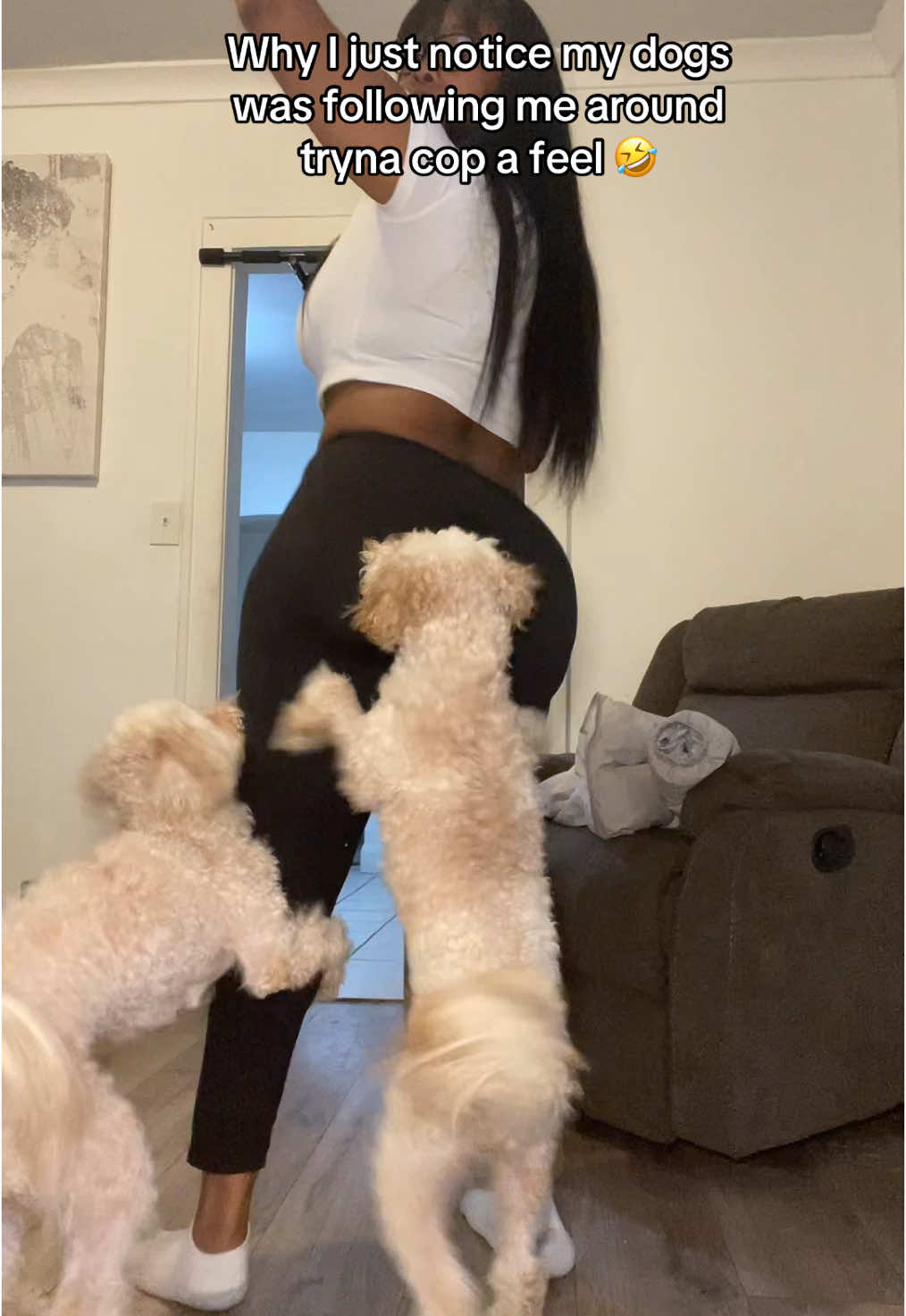 Its like everytime i dance  😂😂😂 #dogs #funny #dogsoftiktok #trending #fyp #fypシ #viralvideo #goldendoodle 