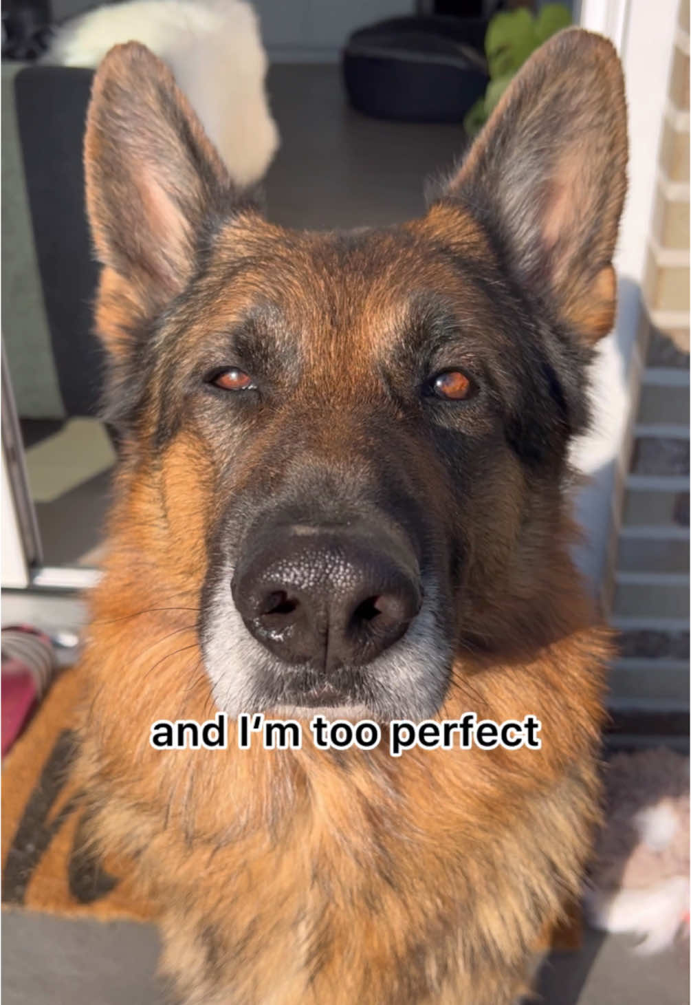 Just being me #gsd #germanshepherd #dogsoftiktok #dogs #doggo #germanshepherdsoftiktok 